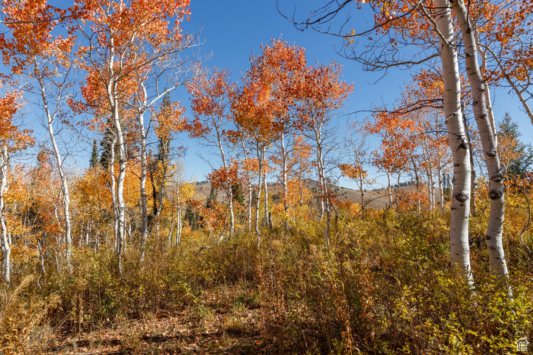 View of tree filled area