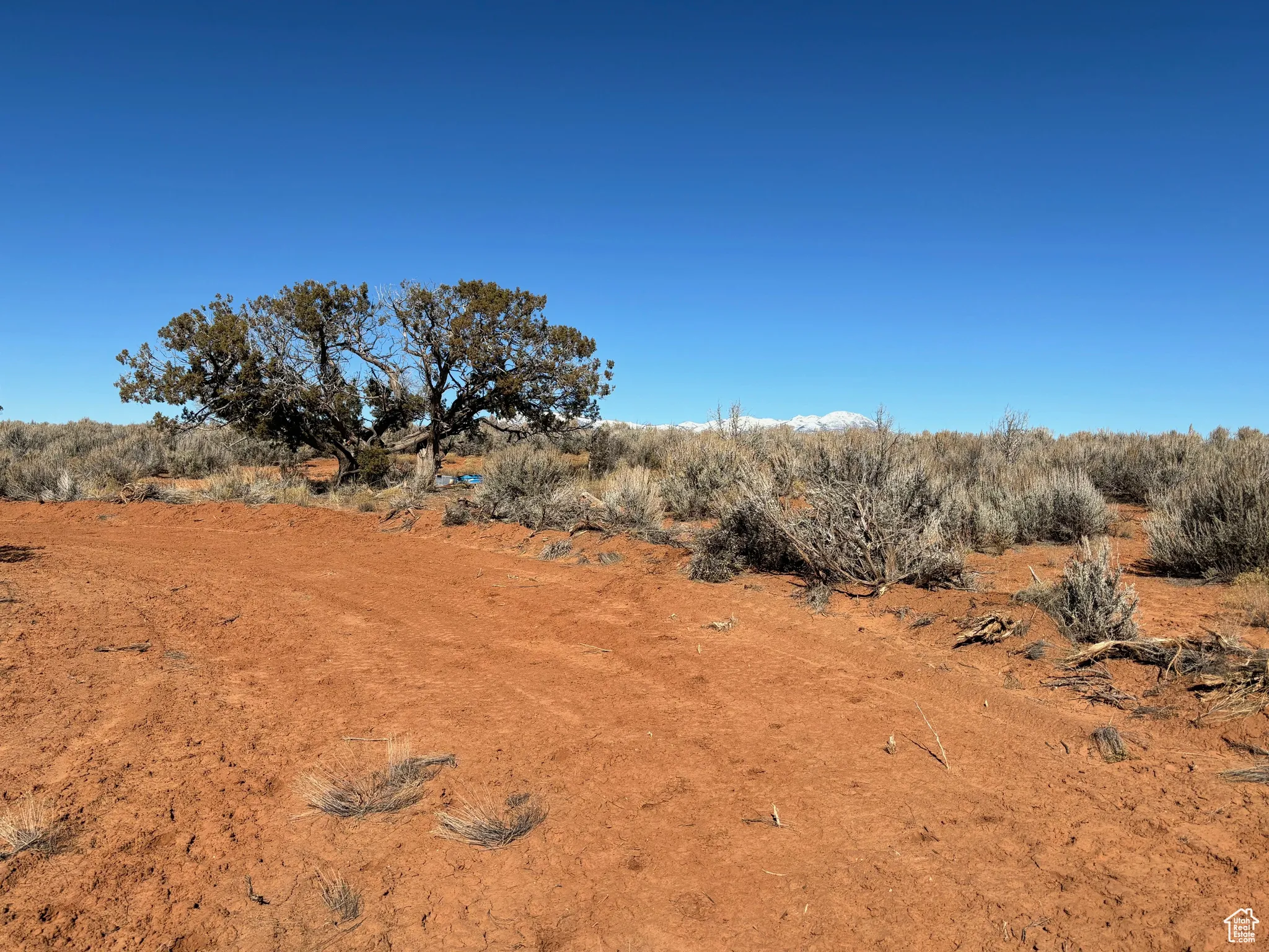 View of local wilderness