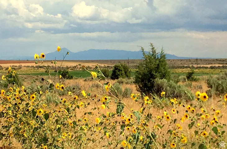 Sunset, sunflowers and the Sleeping Ute mountain in Colorado.