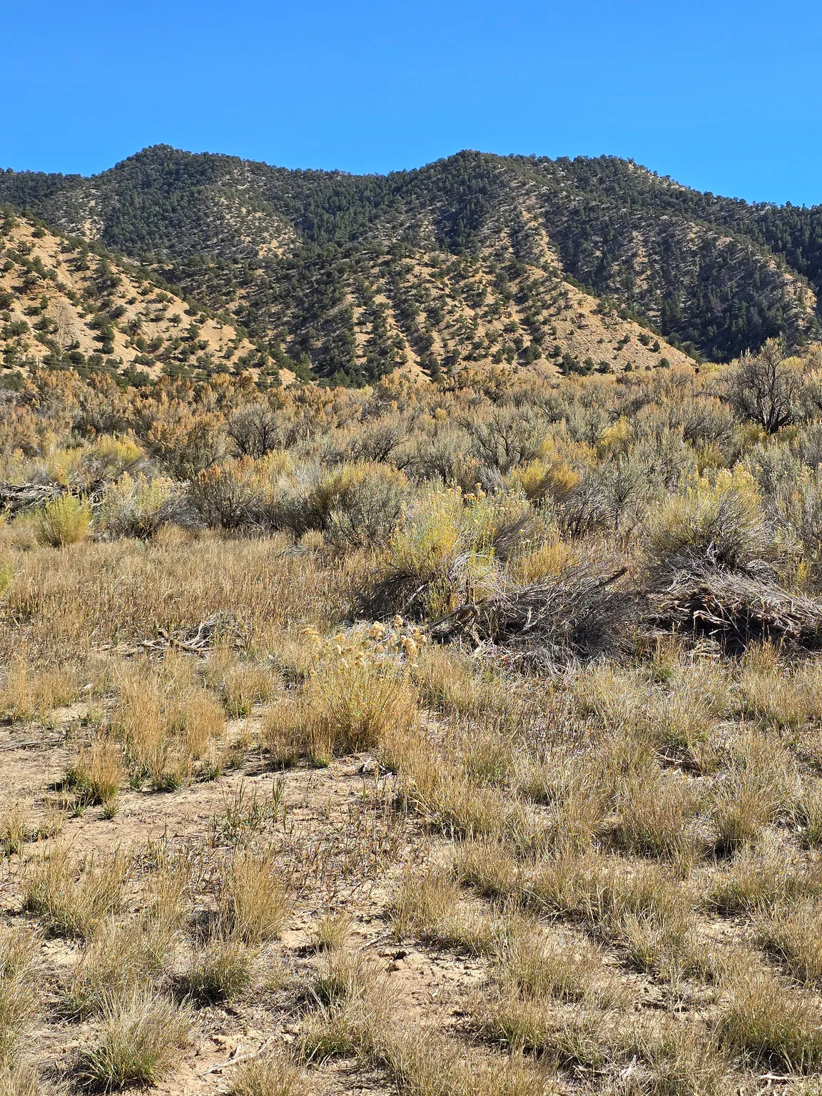 View of mountain background