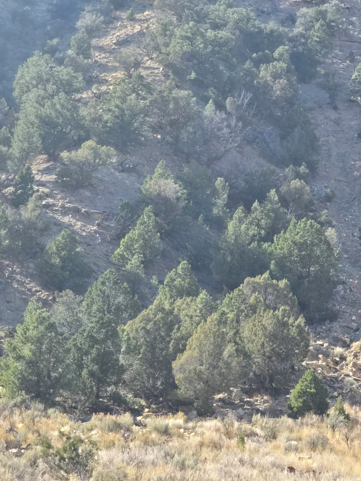 View of property location with a heavily wooded area