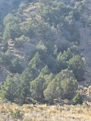 View of property location with a heavily wooded area