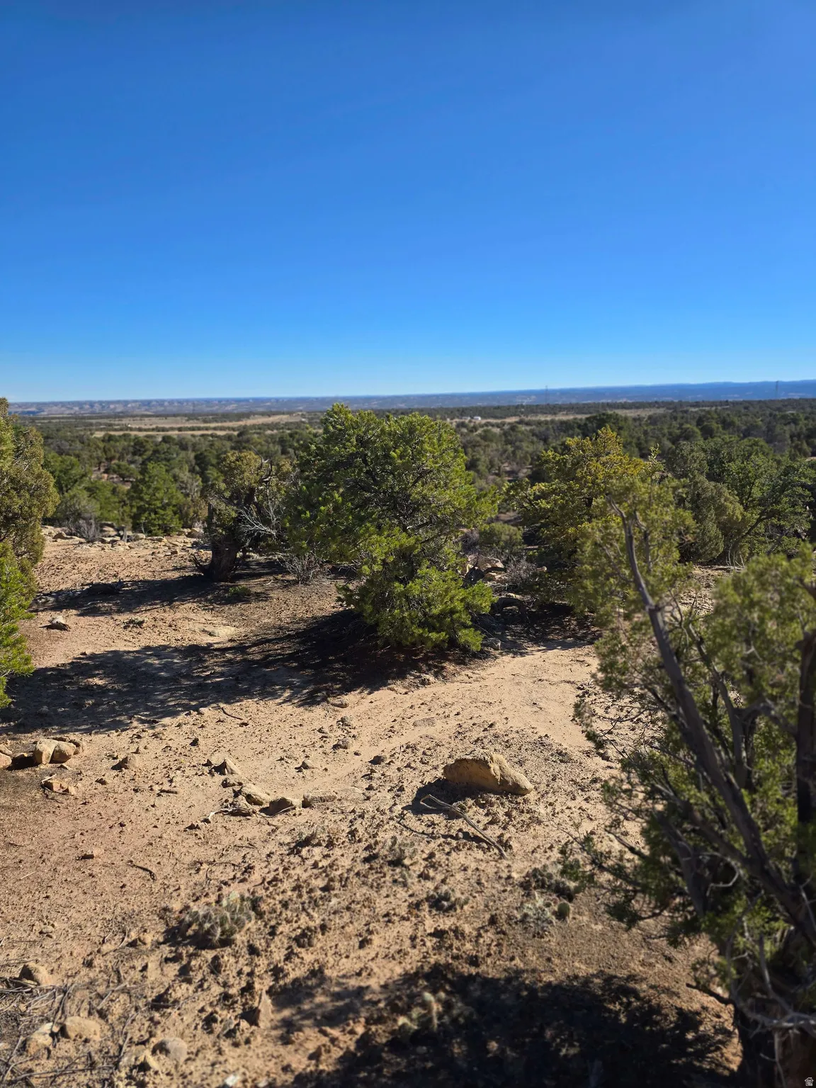 View of woods