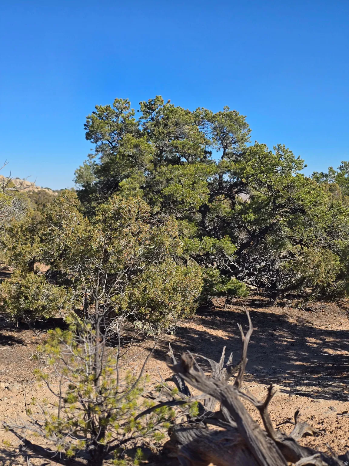 View of local wilderness