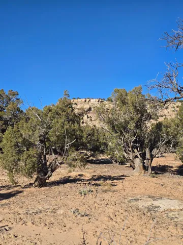View of local wilderness