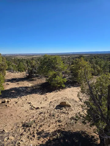 View of woods