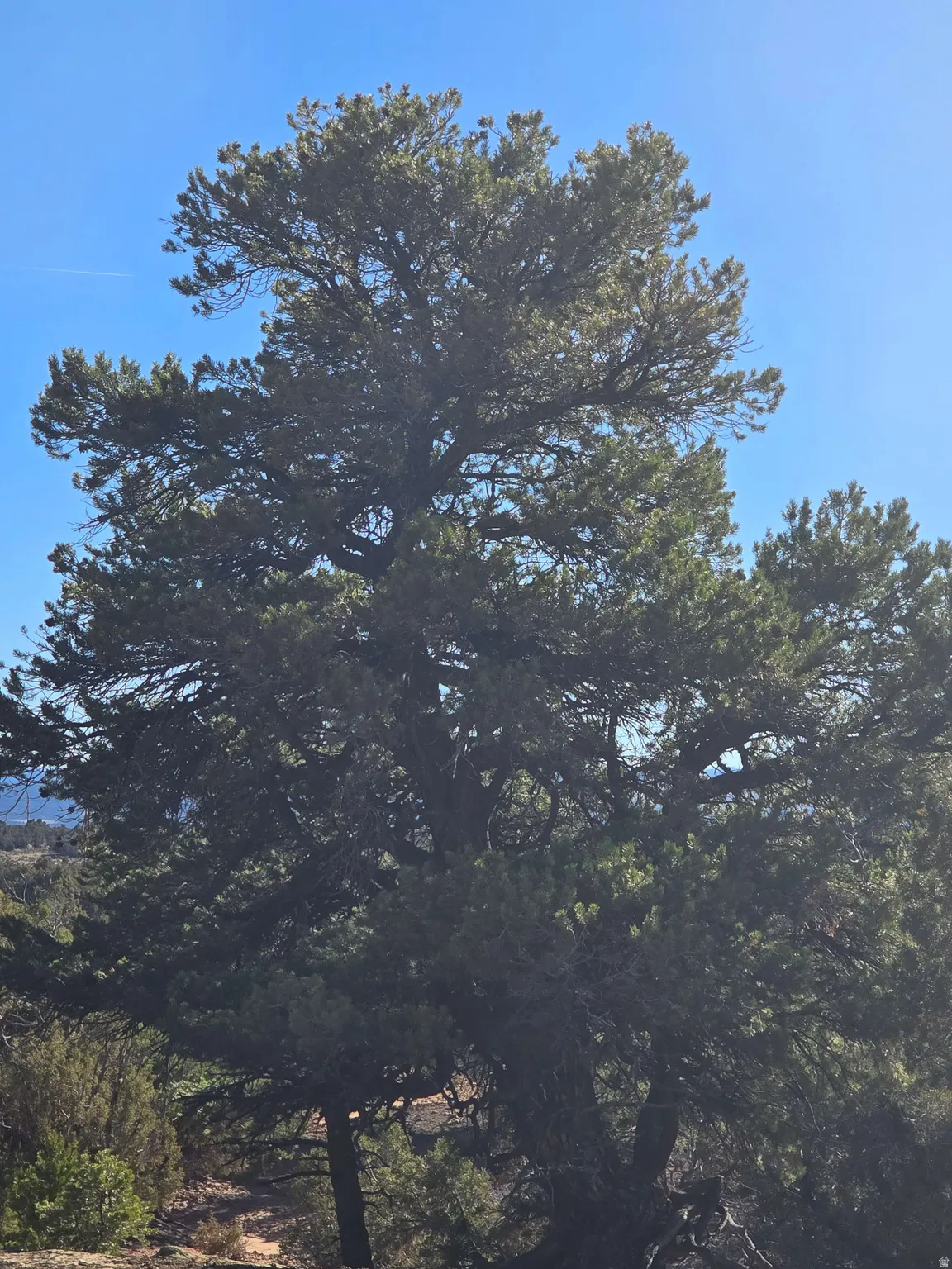 View of local wilderness