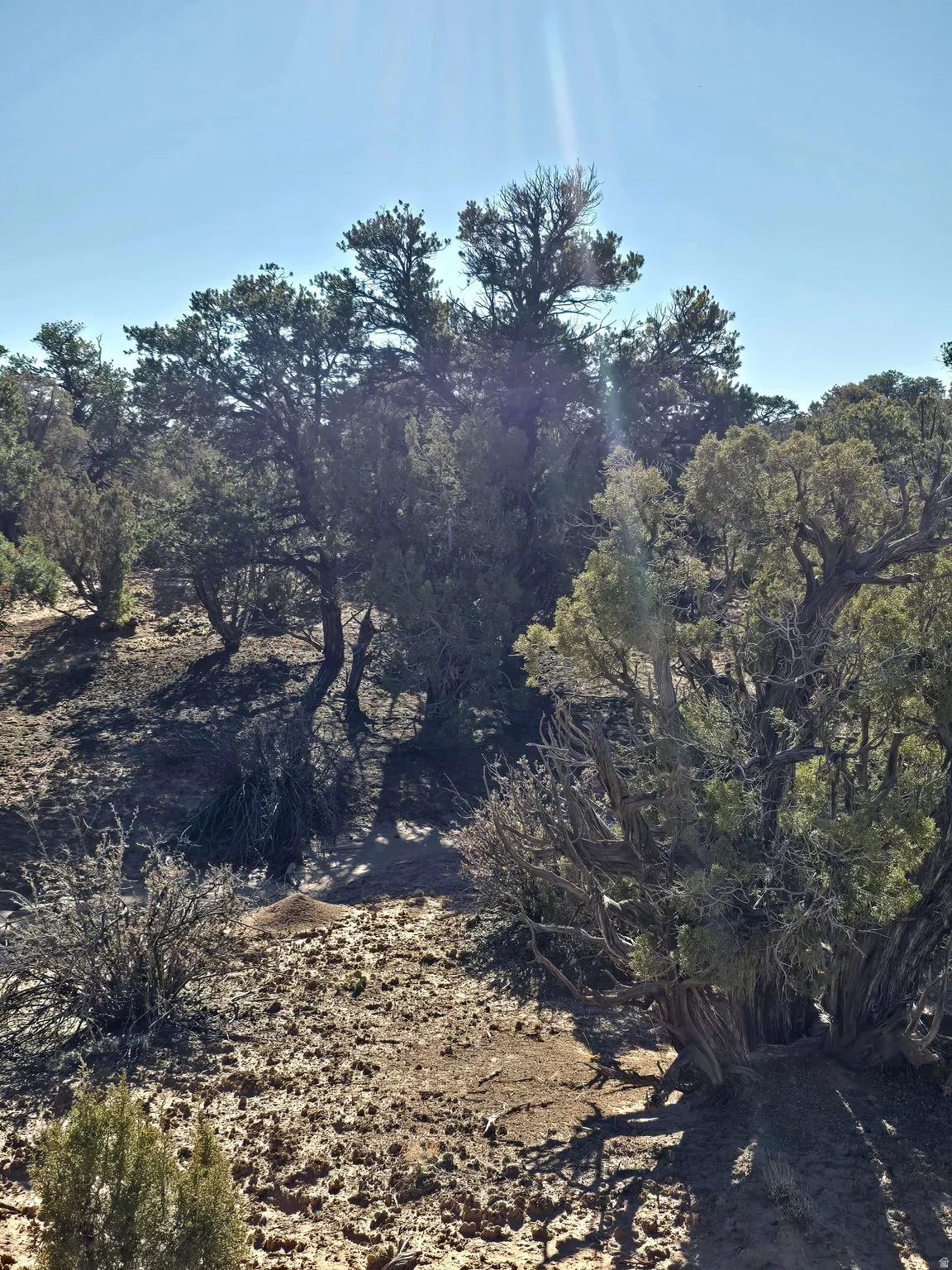 View of nature