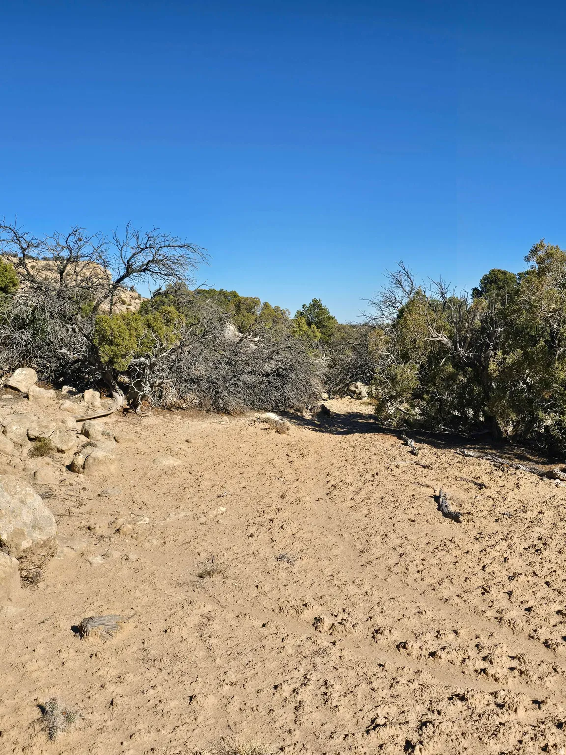 View of local wilderness