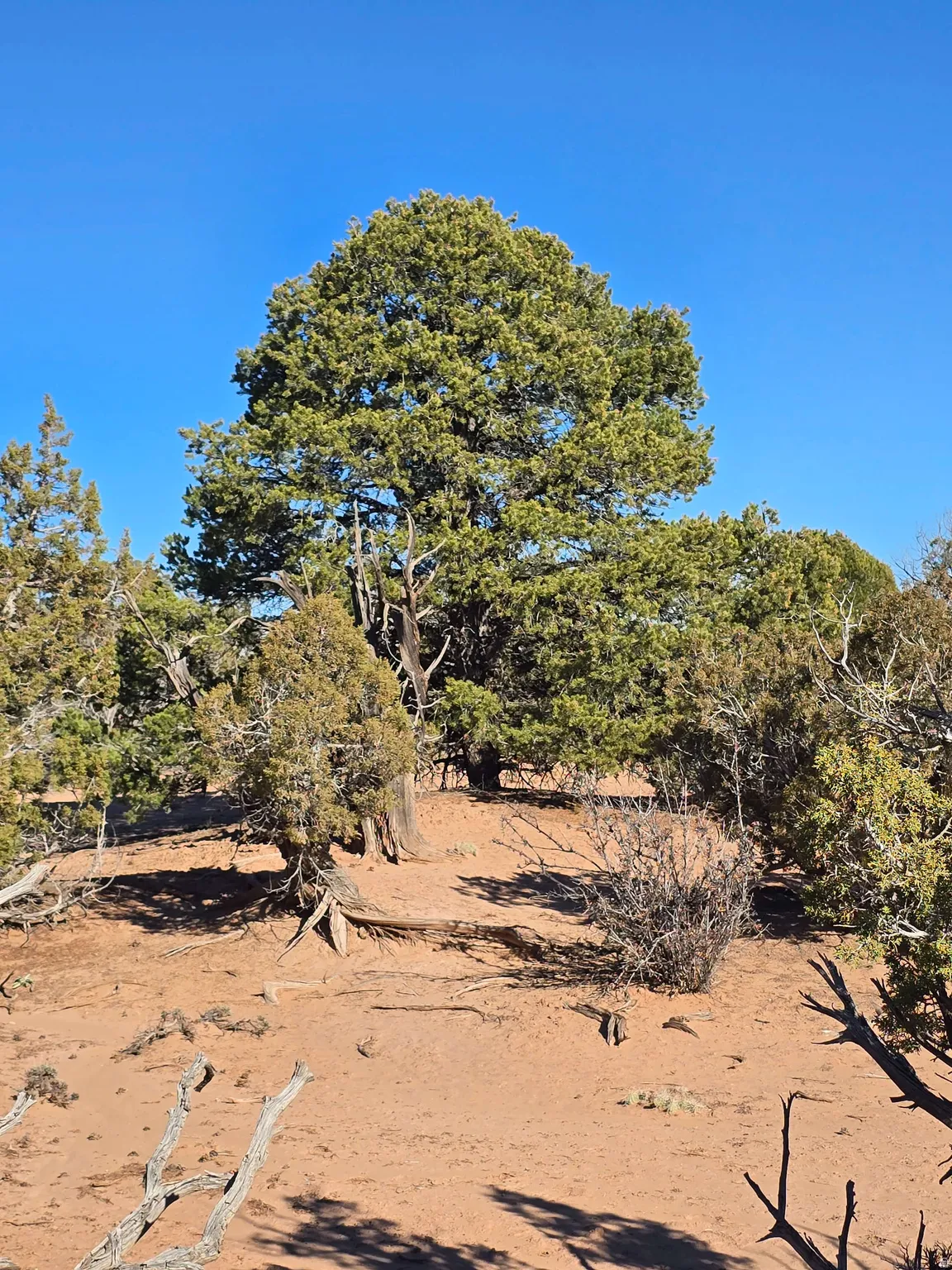 View of nature