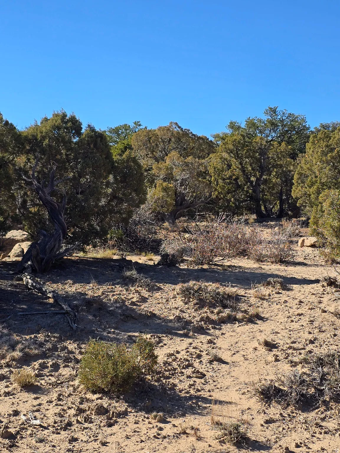 View of undeveloped land