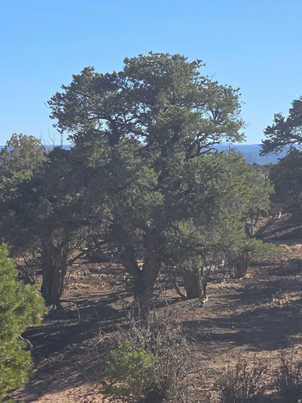 View of local wilderness