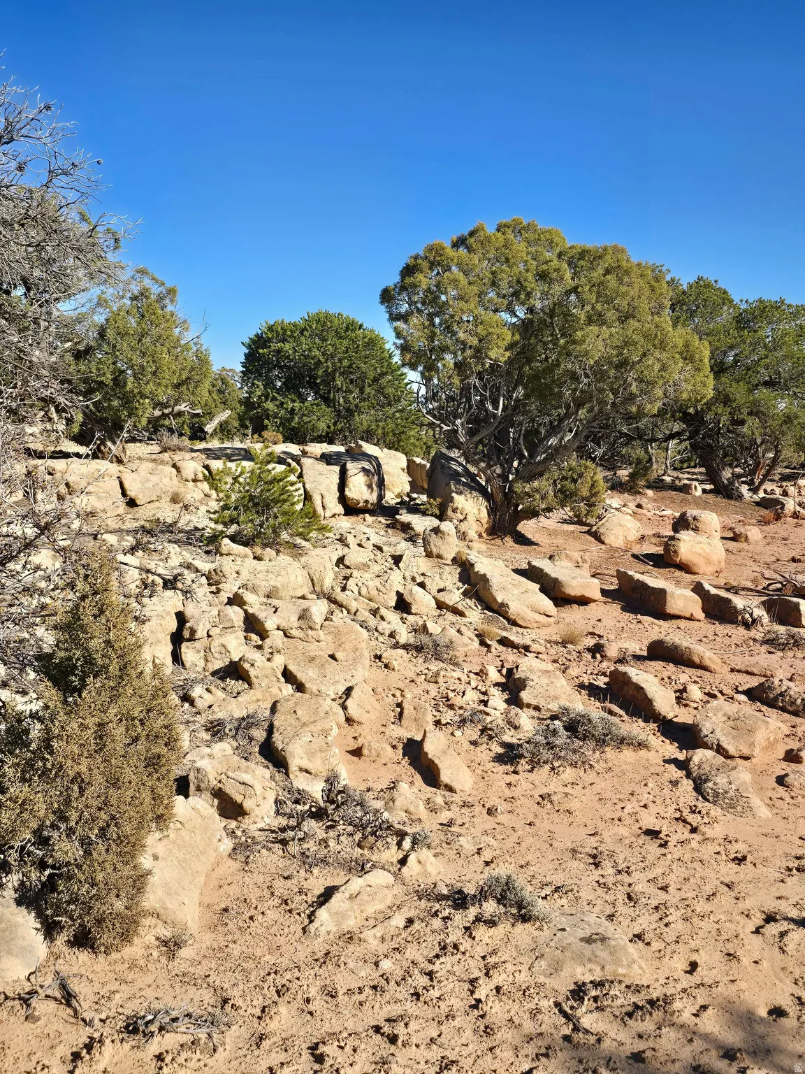 View of local wilderness