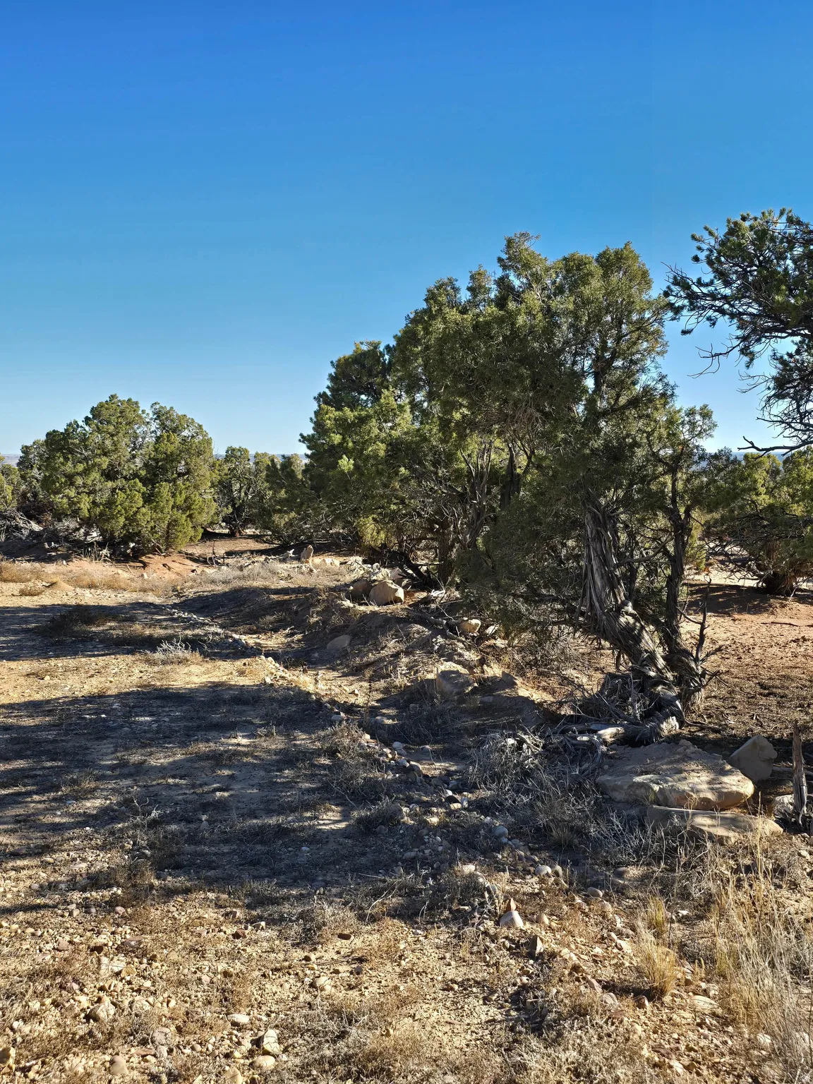 View of local wilderness
