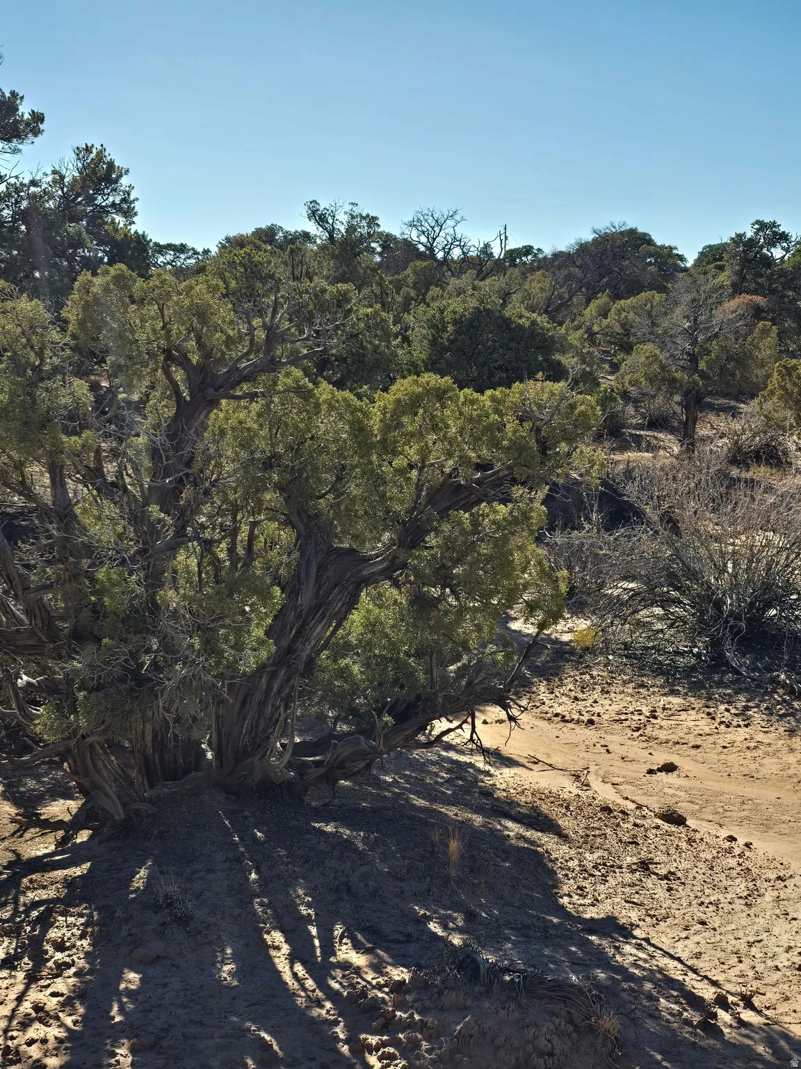 View of undeveloped land