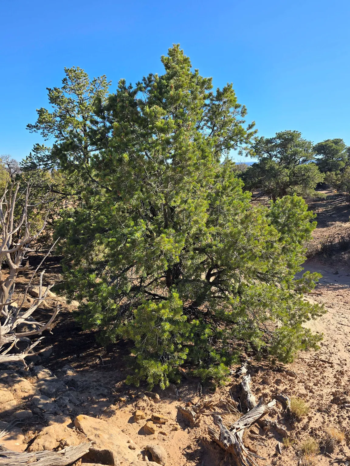View of nature