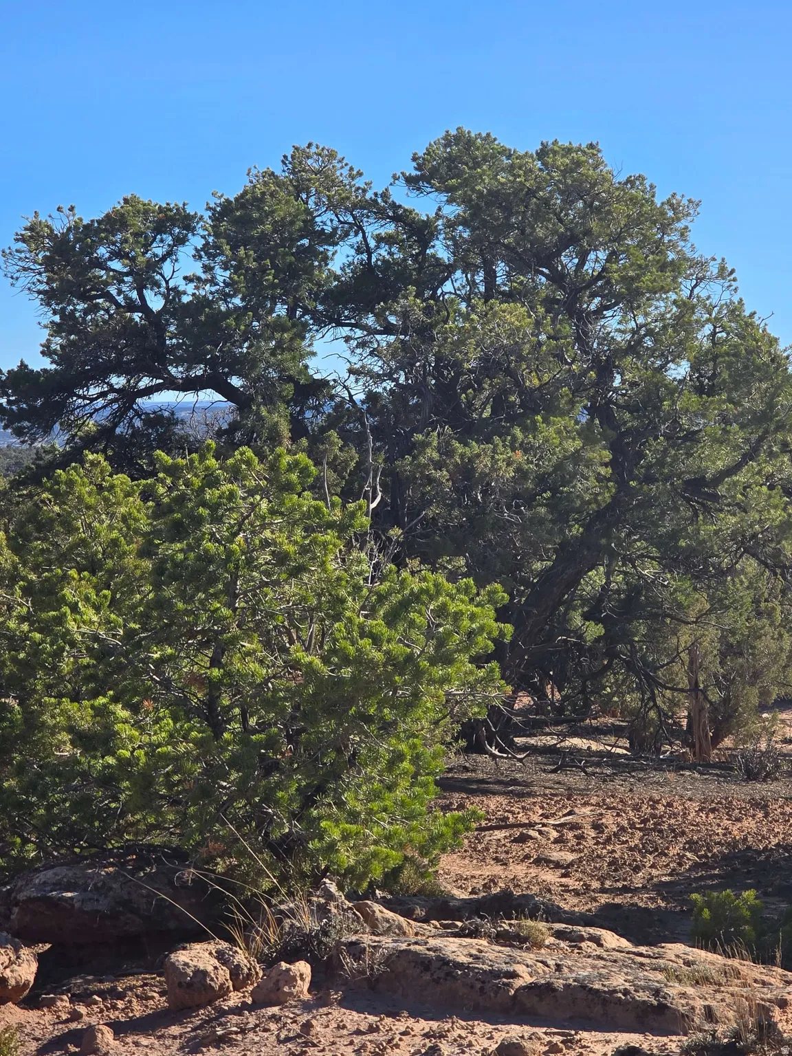 View of woods