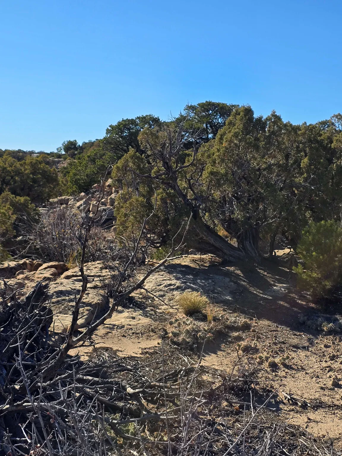 View of local wilderness