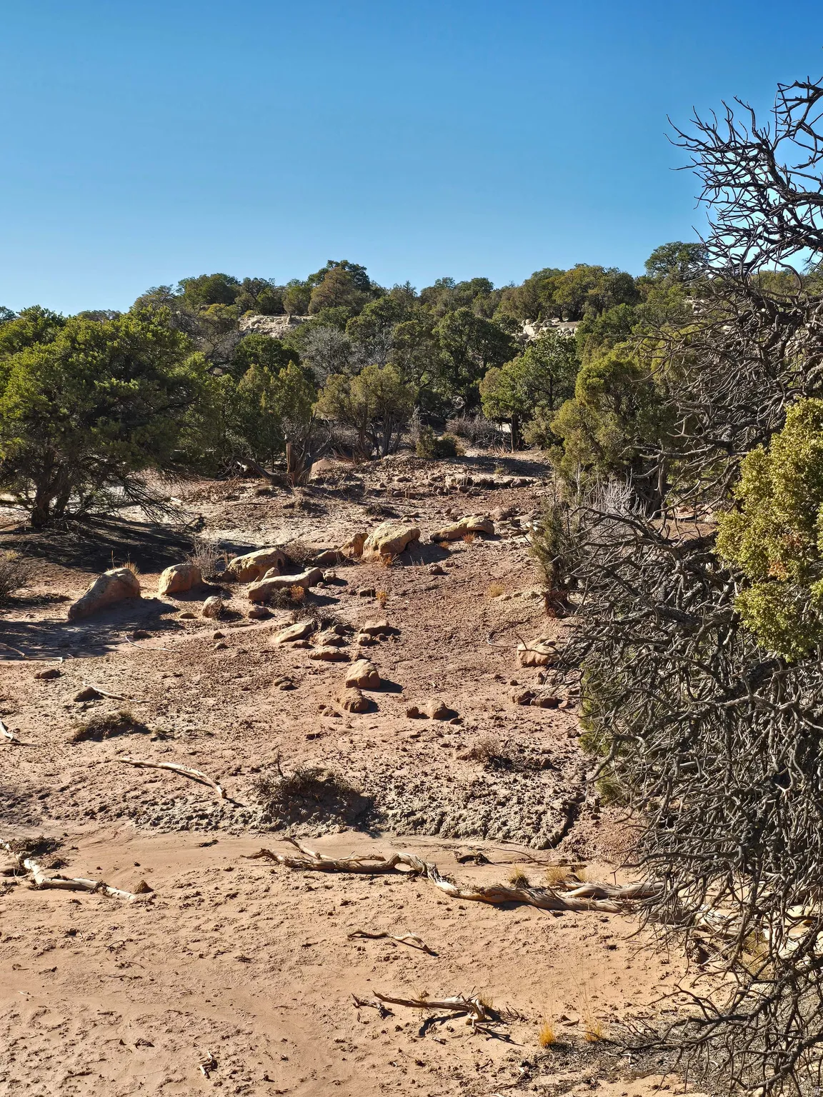 View of local wilderness