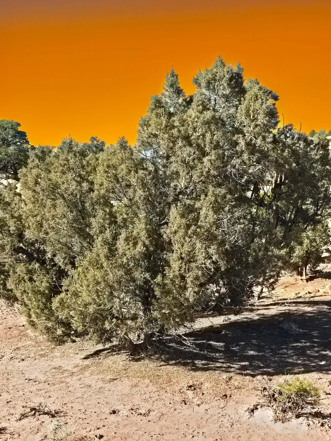 View of nature