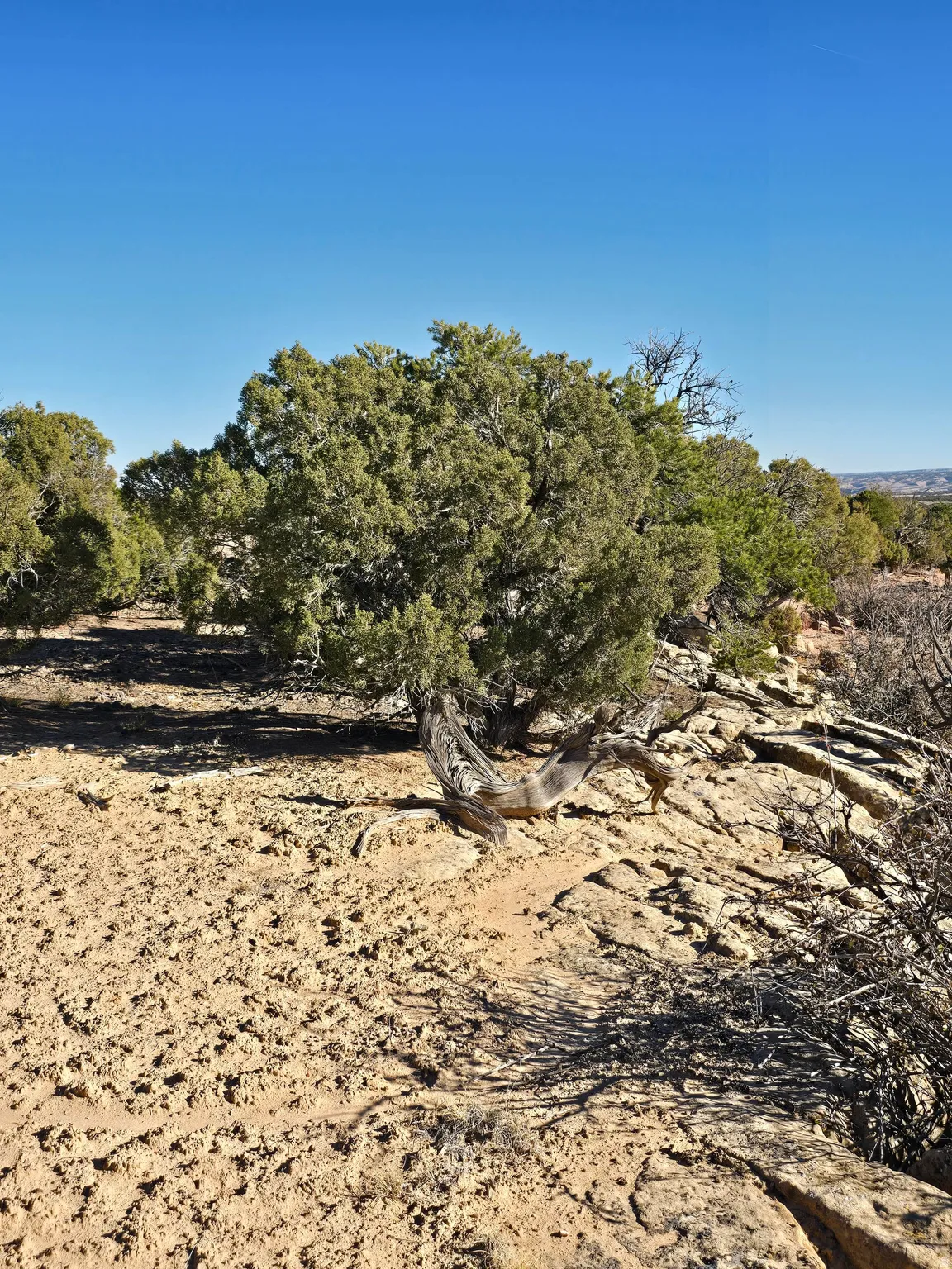 View of nature