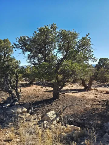 View of local wilderness