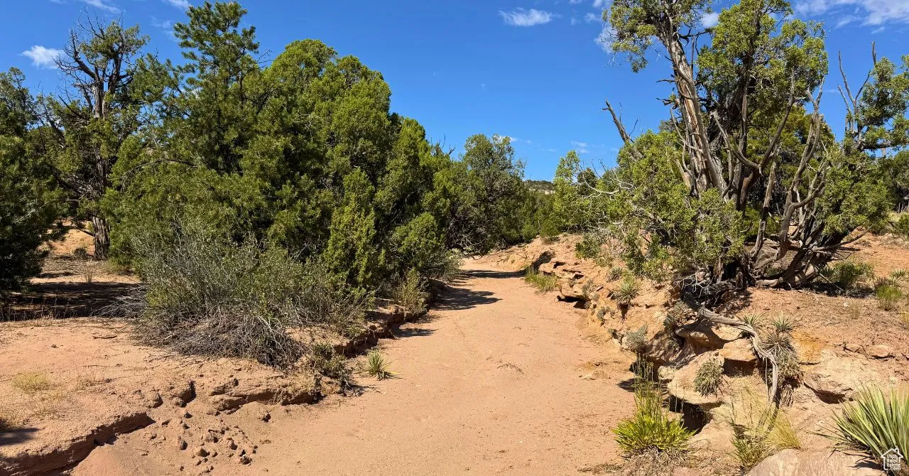 View of local wilderness