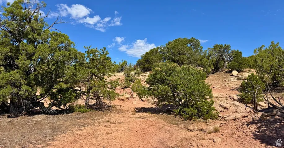 View of local wilderness
