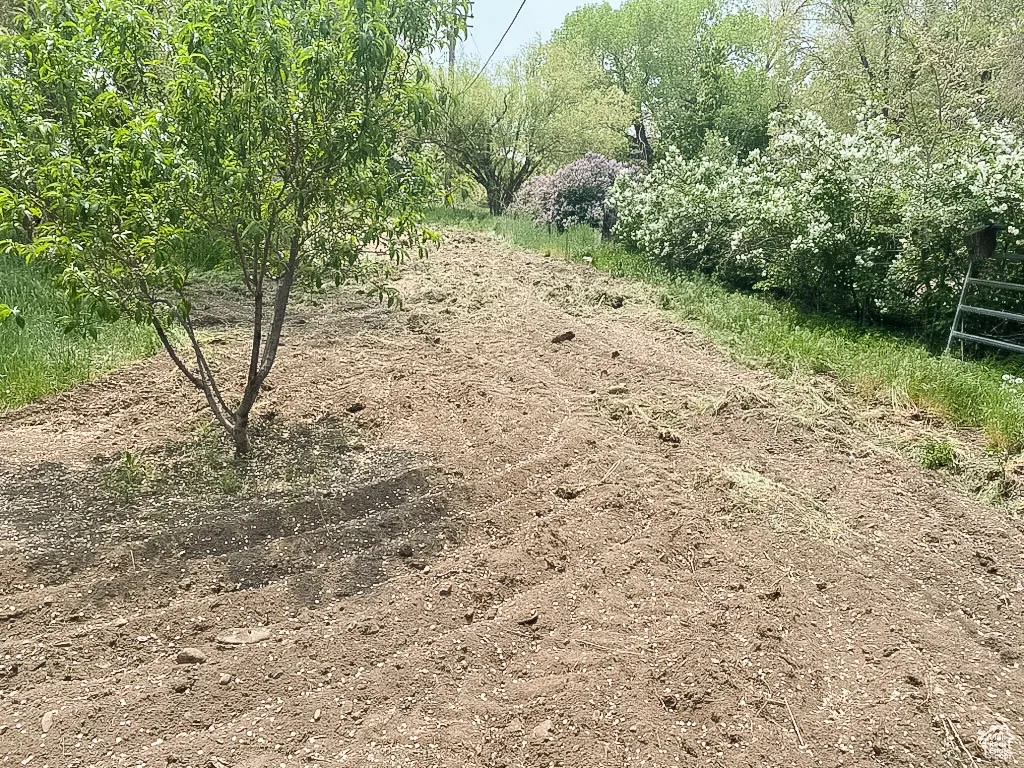 View of undeveloped land on lot