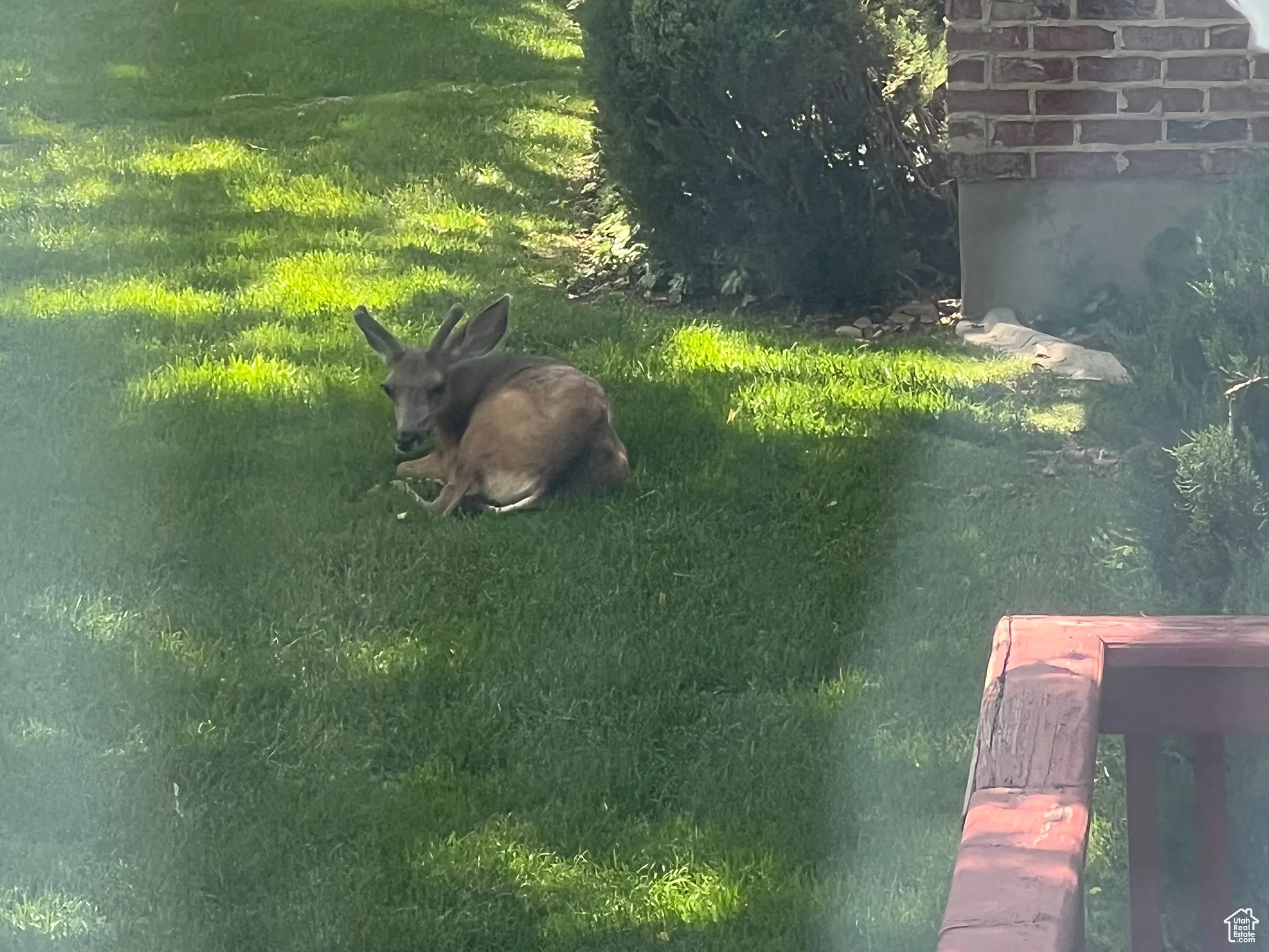 Common backyard visitor.