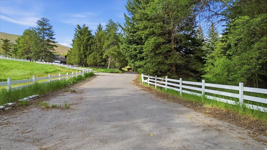 Paved driveway lined with a white three-rail fence, bordered by mature evergreen trees and a grassy hillside