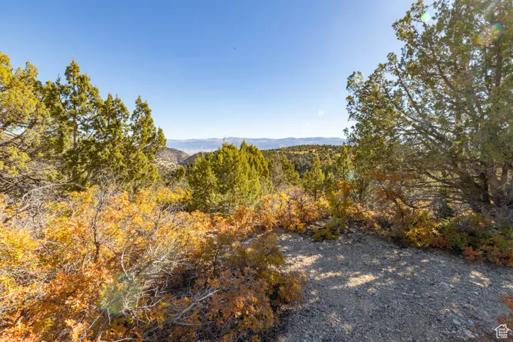 View of mountain background with a heavily wooded area