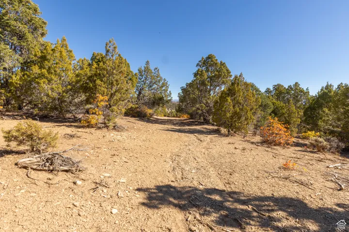 View of local wilderness