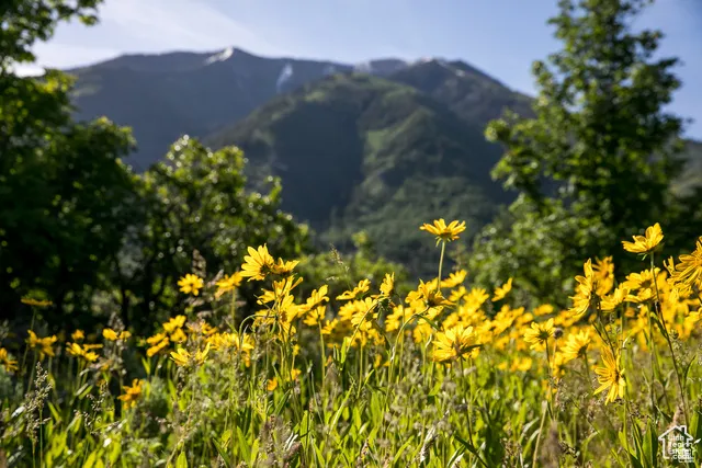 Mountain view