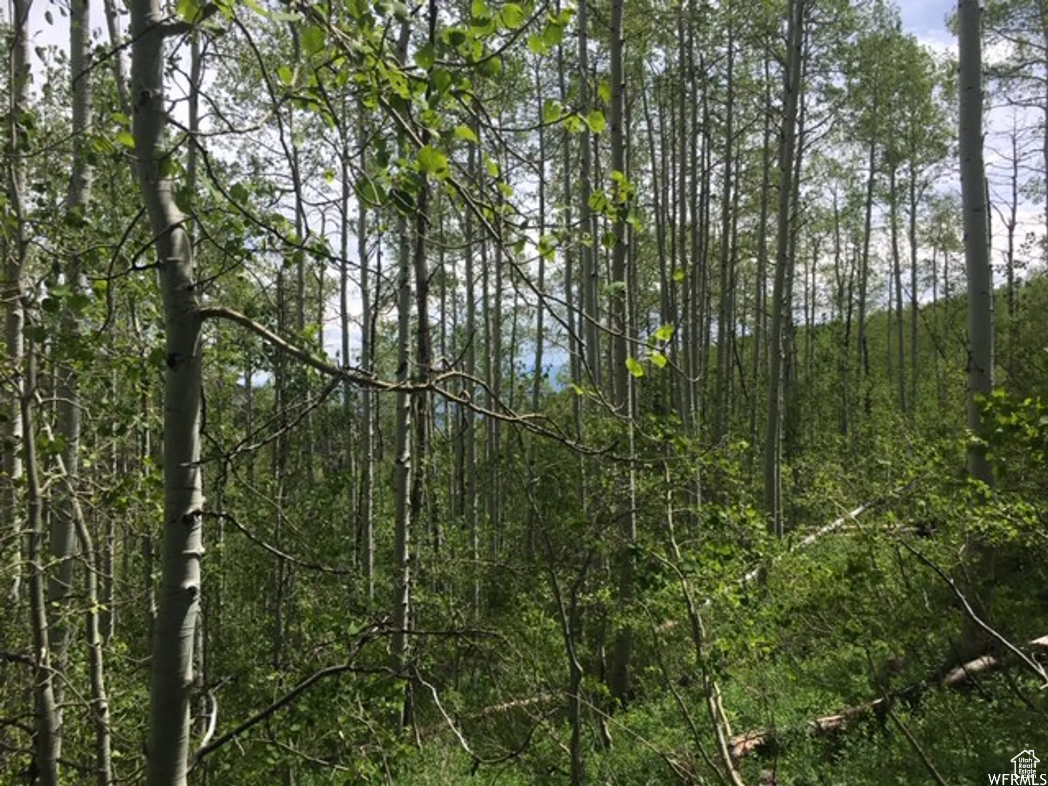 View of woods