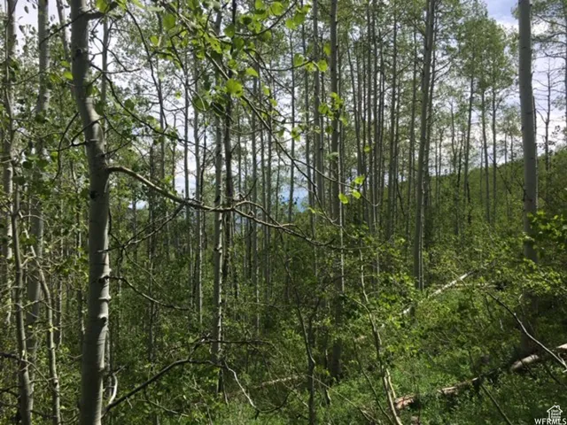 View of woods