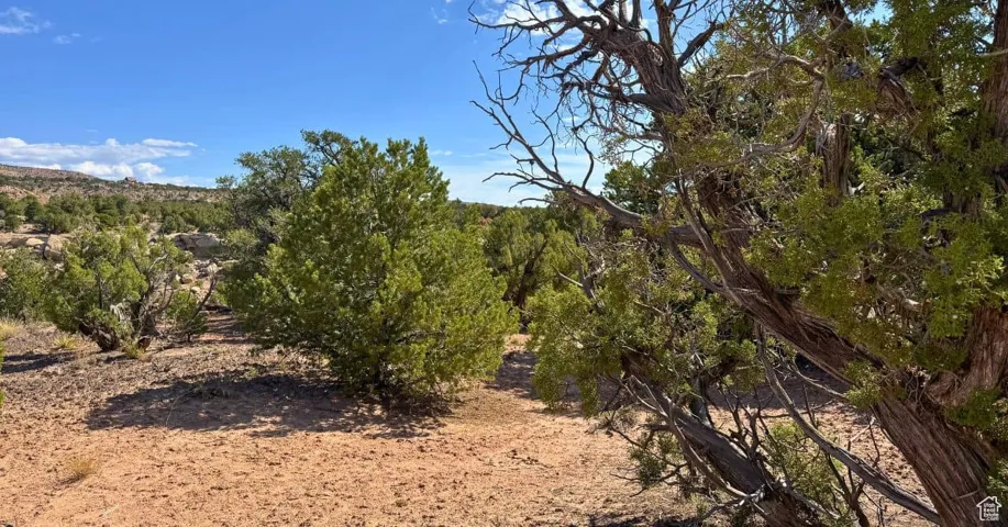 View of wooded area