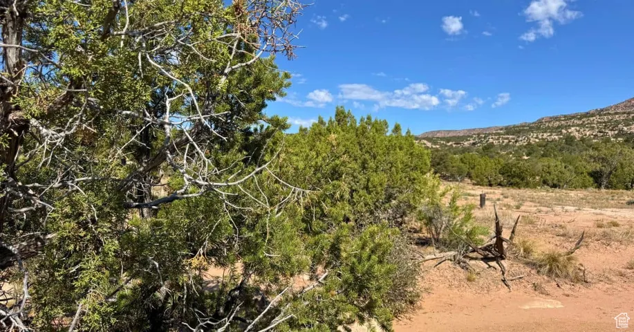 View of local wilderness