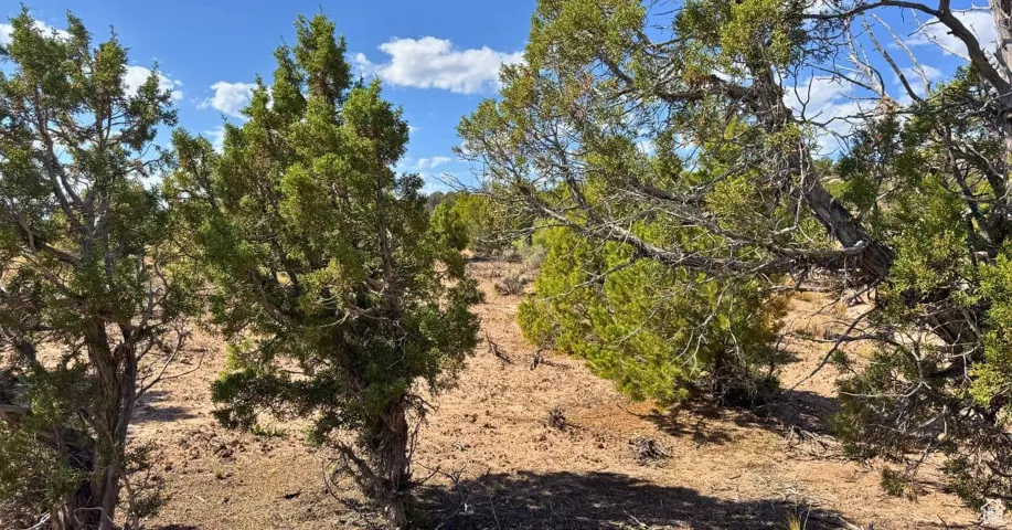 View of wooded area