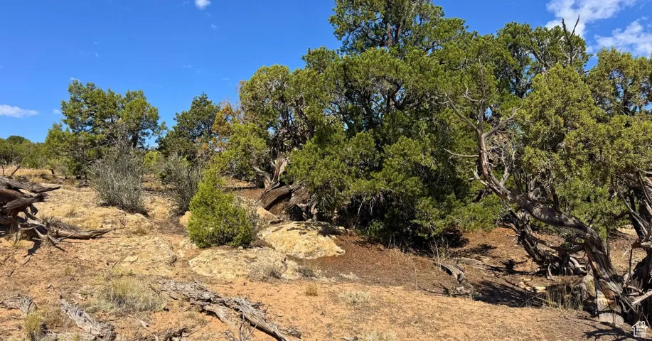 View of nature