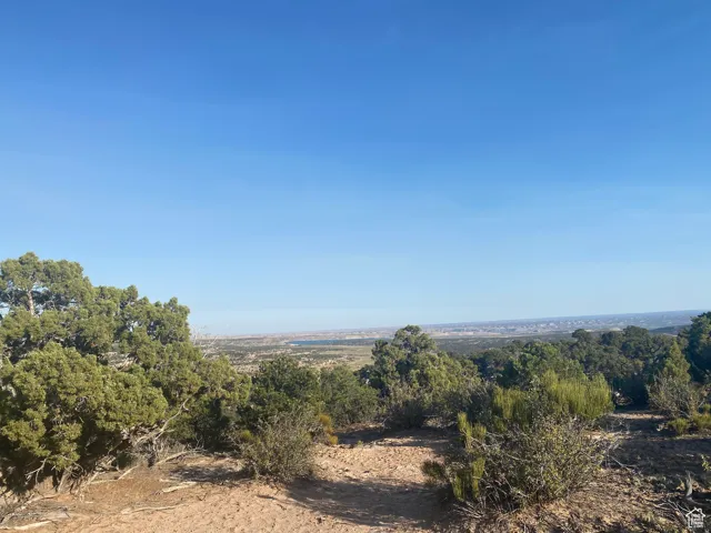 View of local wilderness