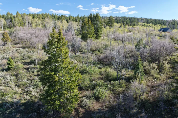 Expansive natural landscape featuring diverse tree species and varied terrain