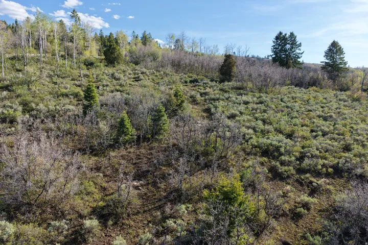 Rolling terrain featuring diverse foliage and a clear sky backdrop