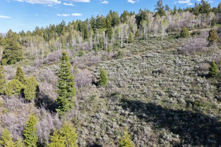 Expansive sloped terrain with diverse vegetation, including evergreen trees and deciduous aspens with light green foliage