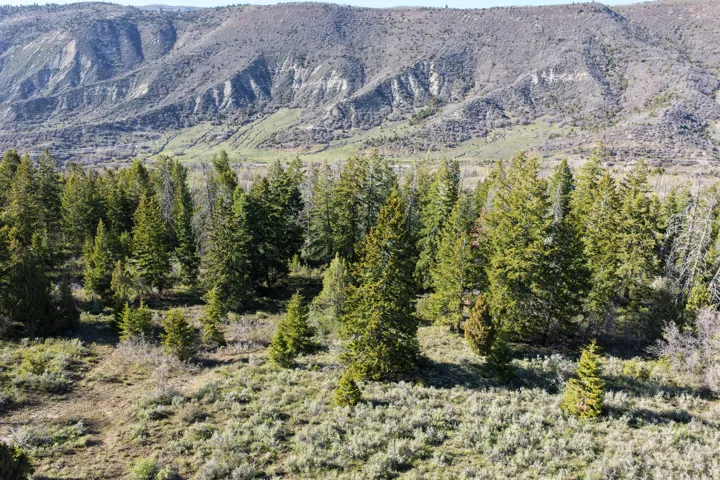 Expansive wooded terrain featuring mature evergreen trees and natural vegetation