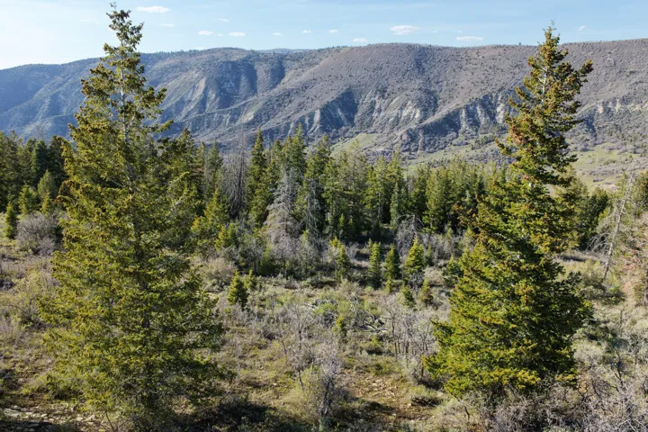 Natural landscape featuring expansive mountainous terrain and abundant evergreen trees