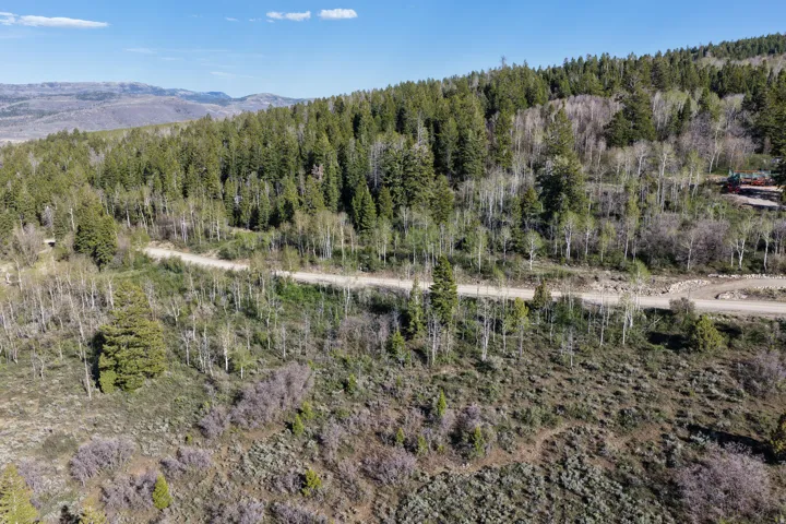 Expansive forested landscape featuring diverse tree species, including mature evergreens and deciduous trees with emerging foliage