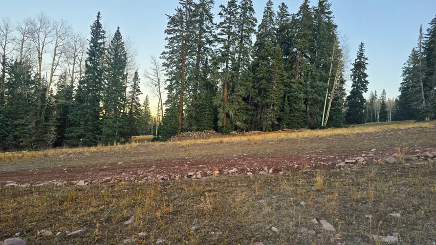 View of woods