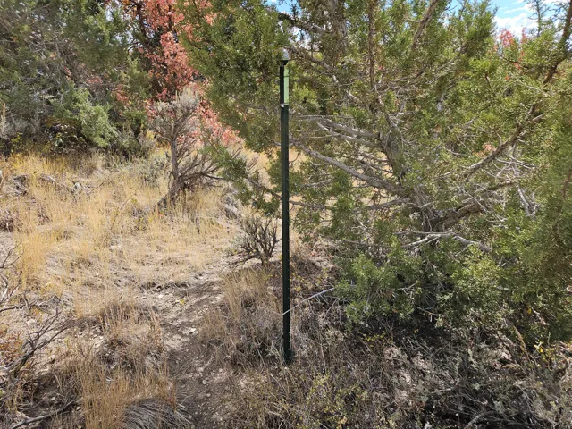 View of local wilderness