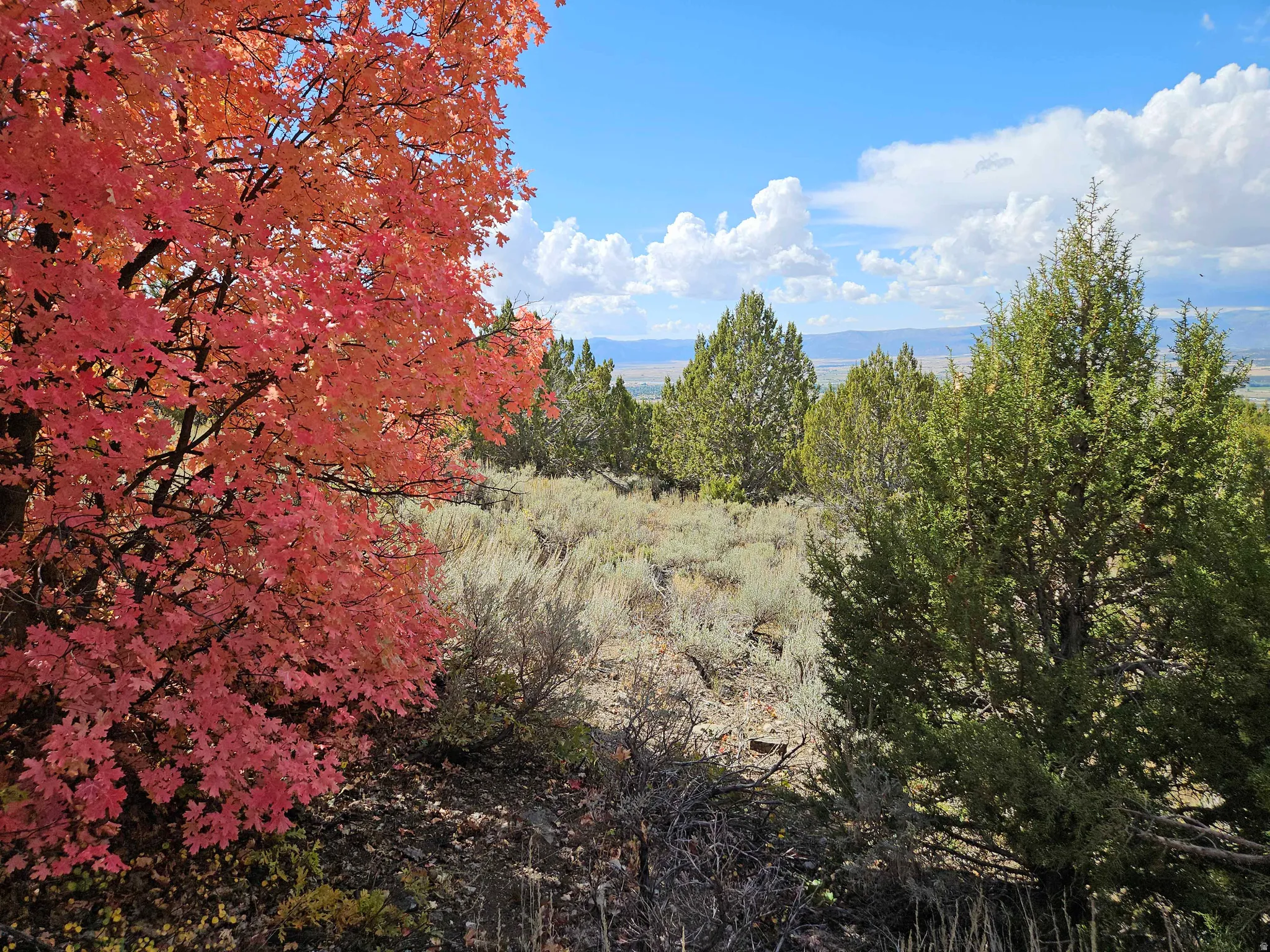 View of nature
